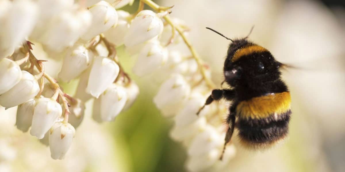 bee-fayre-enys-gardens-things-to-do-in-the-summer-holidays-falmouth-cornwalll