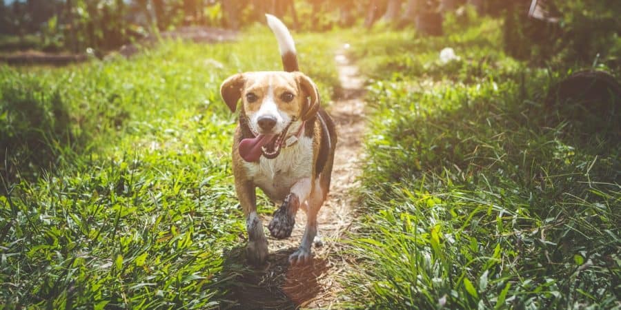 Top Five Dog-Friendly Walks In Falmouth