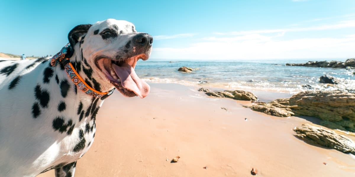 falmouth boat trips dog friendly