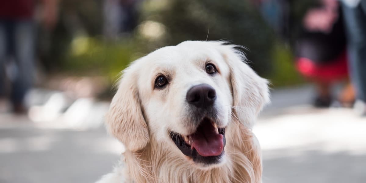 dog-friendly-walks-pendennis-point-falmouth-cornwall-the-working-boat-pub