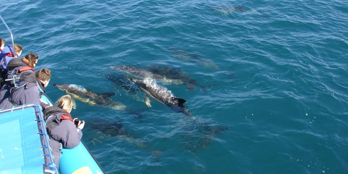 sea safari falmouth