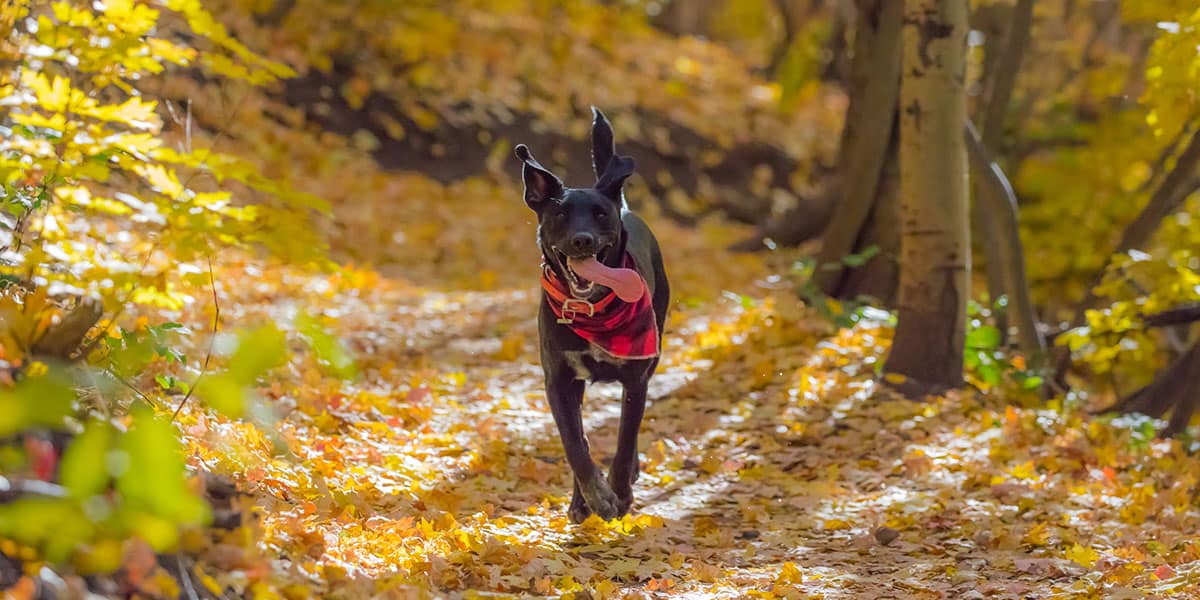 doggy-fun-run-pendennis-castle-falmouth-the-working-boat-whats-on-in-autumn