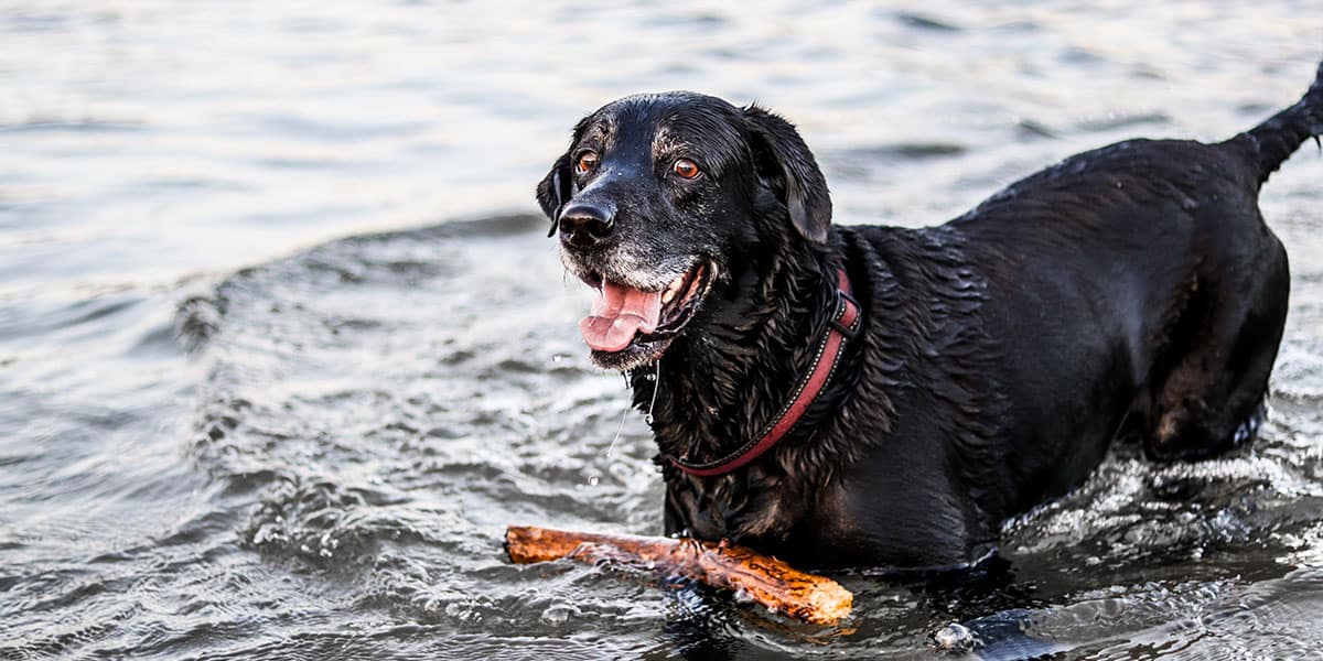 reasons-to-visit-falmouth-the-working-boat-pub-cornwall-dog-friendly-pubs-dogs-walks