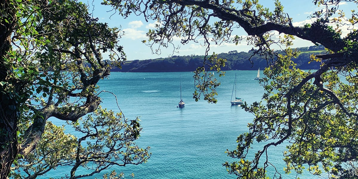 Mike's Top Five Dog Walking Spots in Cornwall The Working Boat