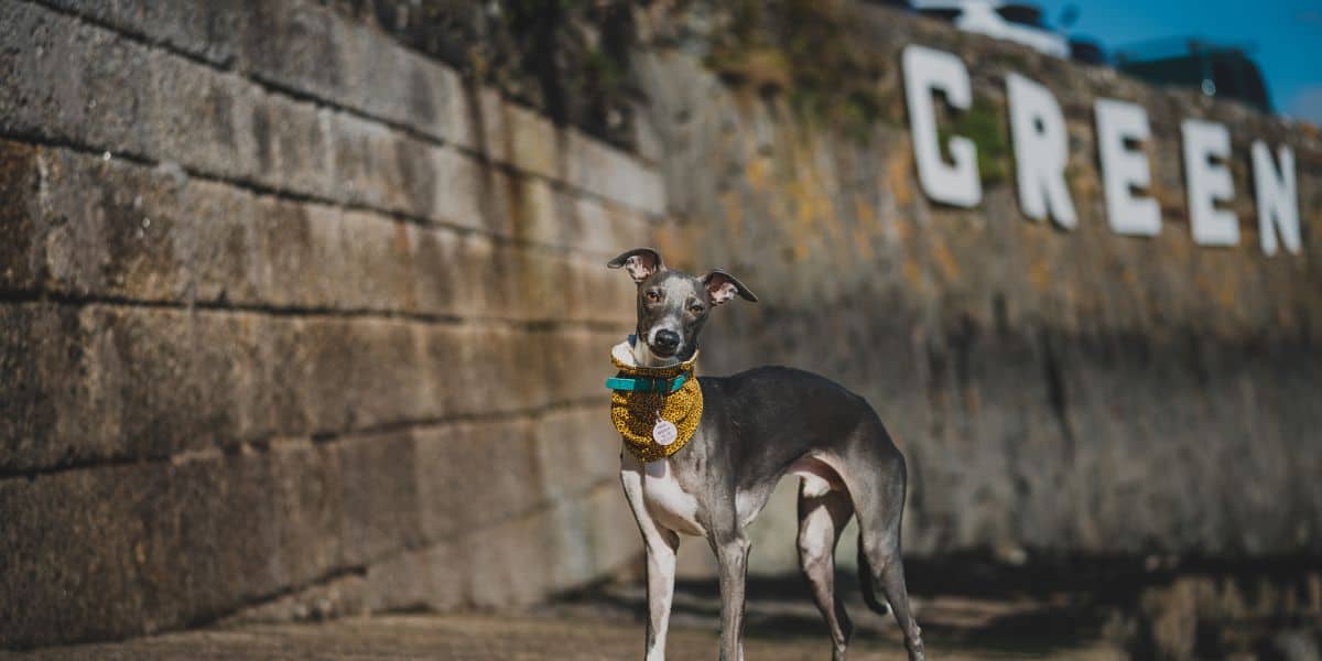 greenbank whippet